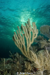 Gorgonian Coral late afternoon sun, Key Largo Florida by Brian Perry 